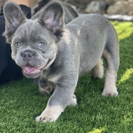 Boy 1 - French Bulldog puppy in Perris, California from Ultra Paws Plus