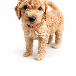 Kane Brown - Apricot male Goldendoodle puppy in Norris, Tennessee from Young Farms