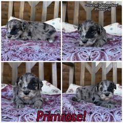 Primrose - Merle female Whoodle puppy in Gladewater, Texas from Kalin’s K9s