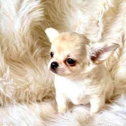 Monti - Cream male Chihuahua puppy in Allentown, Pennsylvania from Tsunami Cockers & Chihuahuas