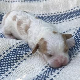 Cavapoos from Carolina Cavapoos