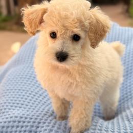 Moto Moto - AKC - Cream male Poodle puppy in Flagstaff, Arizona from Fido Dei Poodles