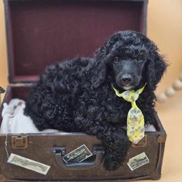 Davis - Black male Poodle puppy in Willacoochee, Georgia from Kitandkboodle's Doodles