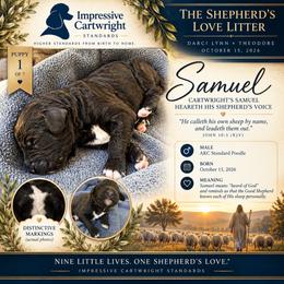 Cartwright's Samuel Heareth His Shepherd's Voice - Black male Poodle puppy in Albany, Kentucky from Impressive Cartwright Standards