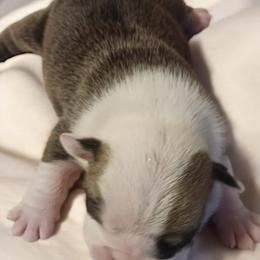 Minnie - Fawn female Bulldog puppy in Salem, Illinois from Itsabulldogthing