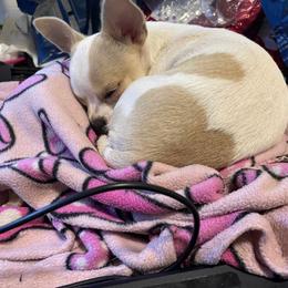 Honey - Chihuahua