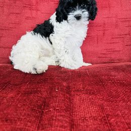 Cavapoo Puppies from Hales Wagging Tails