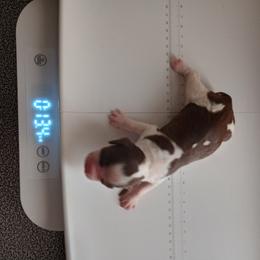 English Springer Spaniel Puppies from IV Springers of California