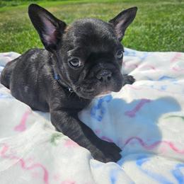 Mouse - Black and white male French Bulldog puppy in Bend, Oregon from High Lakes Frenchies