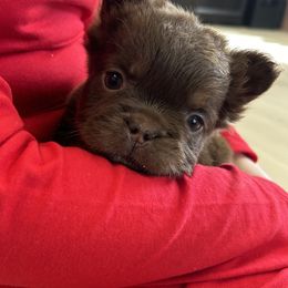 French Bulldog Puppies from Velvet Fluffy Pups