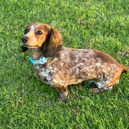 Lady - Piebald female Dachshund puppy in Buckeye, Arizona from Ryder's Roundup