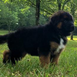 Loki vom Zuflucht -Green Collar - Black and red male German Shepherd puppy in Charlotte, North Carolina from Zuflucht K9s