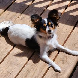 Papillon puppies from Kica Papillons