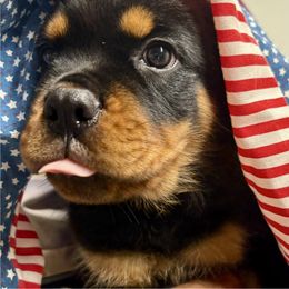 Black - Black and mahogany male Rottweiler puppy in Williamsfield, Illinois from Jestors Rottweilers