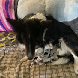 Sam - Shetland Sheepdog