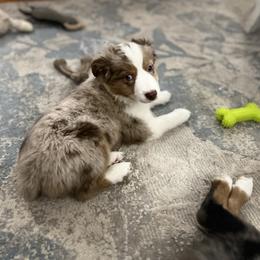 Miniature Australian Shepherd Puppies from Highland Hills Mini Aussies