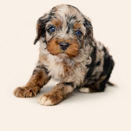 Chocolate Chip - Merle male Cockapoo puppy in Santa Barbara, California from K+C Doodles
