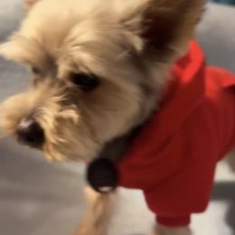 Hercules - Yorkshire Terrier