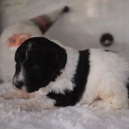 Boy 5 - Black and white male Aussiedoodle puppy in Pomona, California from Socal Aussiedoodles