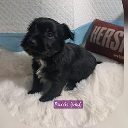 Parris boy 1 black - Black and tan male Yorkshire Terrier puppy in Delano, Tennessee from Nemec's Yorkies
