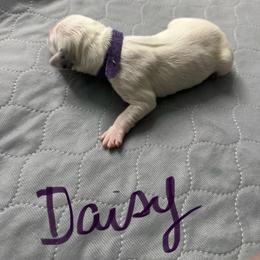 Deisy - White and black female Dalmatian puppy in San Antonio, Texas from Salermo’s farm