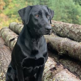 Cole - Labrador Retriever