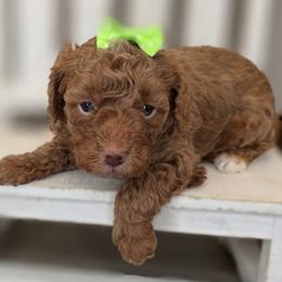 Poppy - Red  female Goldendoodle puppy in Decatur, Tennessee from Diamond's Doodles