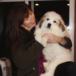 Great Pyrenees Puppies from Prospect Pyrenees