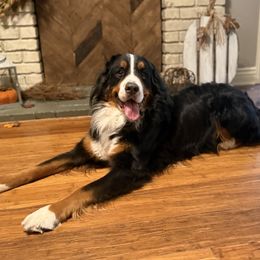Canela - Bernese Mountain Dog