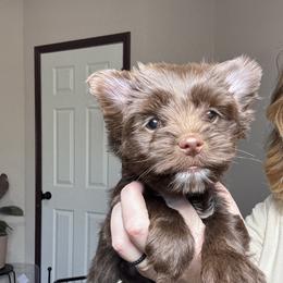 Preston - Chocolate, tan and white male Yorkshire Terrier puppy in Cleveland, Tennessee from Simply Southern Yorkies