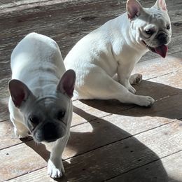 Clover - French Bulldog