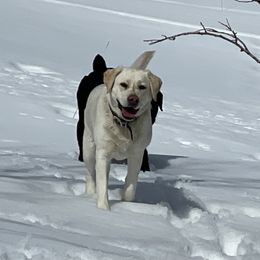 Labrador Retriever Puppies from Ski2Sky Labrador’s