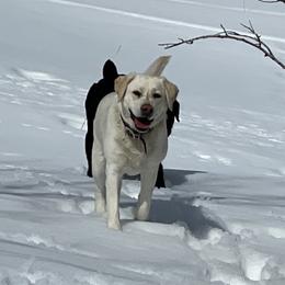 Labrador Retriever Puppies from Ski2Sky Labrador’s
