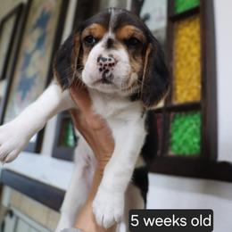 Molly - Black tan and white female Beagle puppy in Susanville, California from Homegrown Beagles