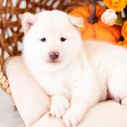 Orin Cream Girl - Cream female Shiba Inu puppy in Neosho, Missouri from Sunny Terrace Shibas
