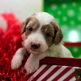 Icicle - Parti female Goldendoodle puppy in Eugene, Oregon from Oregon's Legendary Goldendoodles
