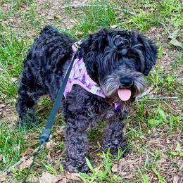 Harley - Miniature Schnauzer