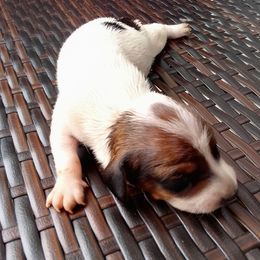 Boy 2 - Piebald male Dachshund puppy in Cedar Rapids, Iowa from Paulassillydogs