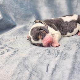 Moonstone - Grey collar - Blue tan and white male Basset Hound puppy in Valley, Washington from Peaceful Valley Paws