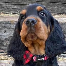 Gordon Setters from Bit O’ Gold Gordon Setters