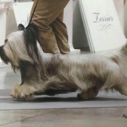 Skye Terrier All Grown Up from High Road Skye Terriers