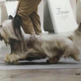 Skye Terrier All Grown Up from High Road Skye Terriers