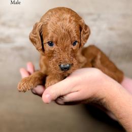 Ken - Red  male Goldendoodle puppy in Abilene, Texas from Mesquite Kennels