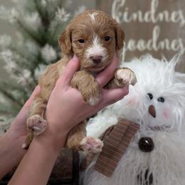 Angel - Red female Cavapoo puppy in Coshocton, Ohio from Forever Family Puppies