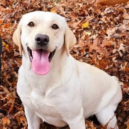 Mella - Labrador Retriever