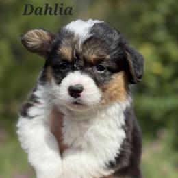 Dahlia - Black and tan female Pembroke Welsh Corgi puppy in Montague, California from Shasta Valley Pembrokes