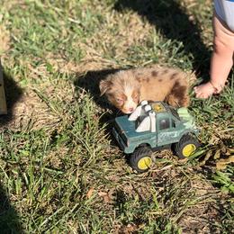 Mischief - Red merle male Miniature Australian Shepherd puppy in Oronogo, Missouri from Dutton's Show Me Farms