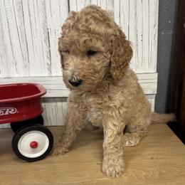 Tia's Blue Collar Boy 2150 - Red  male Goldendoodle puppy in Alvin, Texas from JP Southern Doodles