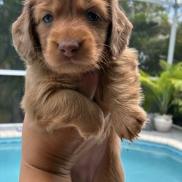 Pink collar - Red female Dachshund puppy in Cape Coral, Florida from Dukers Dachshunds