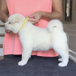 Snowdrop- Girl 3 - White, red shading female Akita puppy in Coopersburg, Pennsylvania from Main Street Akitas